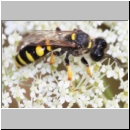 Crabro cribrarius - Grabwespe w09b 14mm - OS-Hasbergen Lehmwiese det.jpg